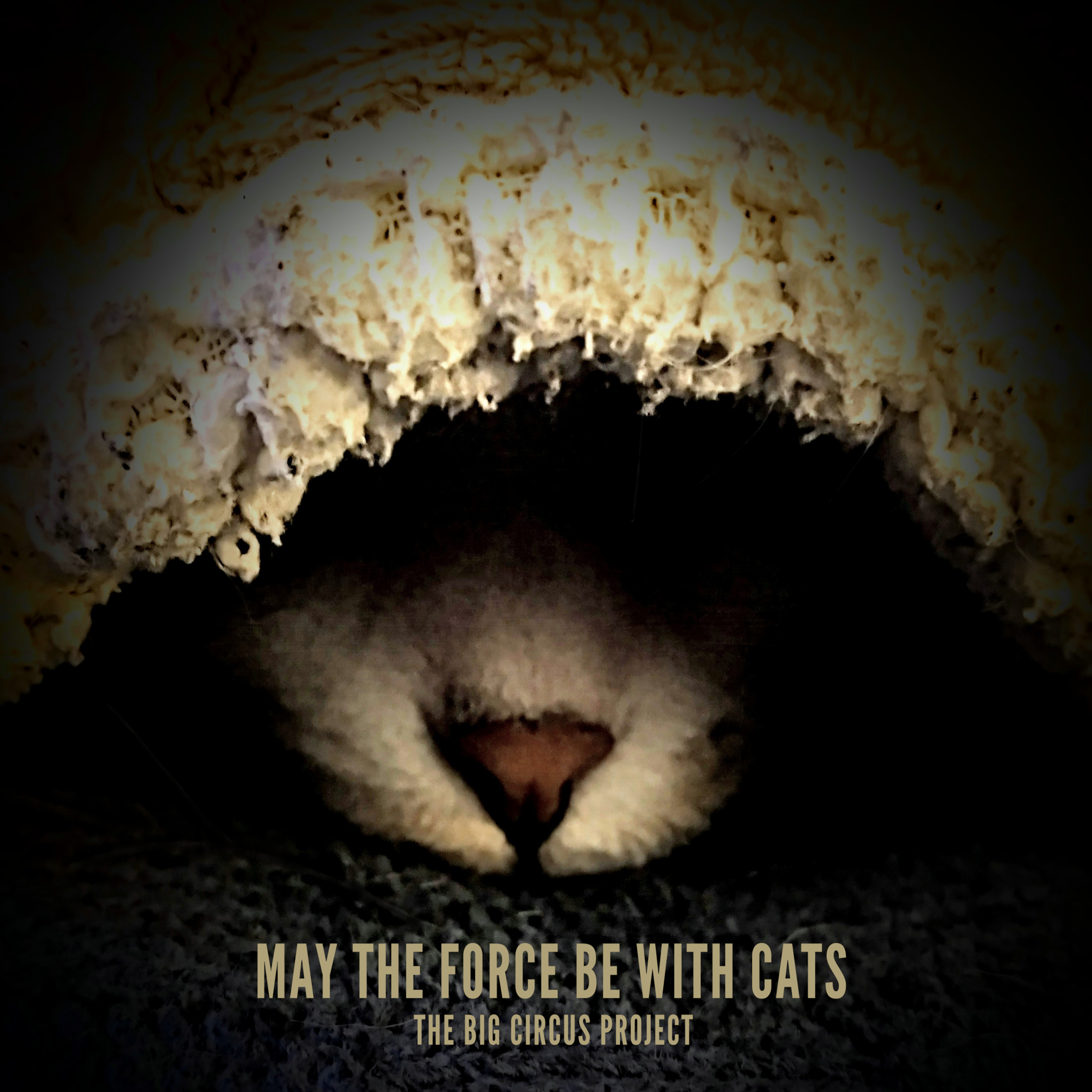 May The Force Be With Cats